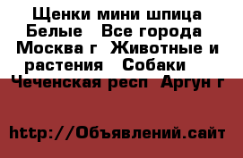 Щенки мини шпица Белые - Все города, Москва г. Животные и растения » Собаки   . Чеченская респ.,Аргун г.